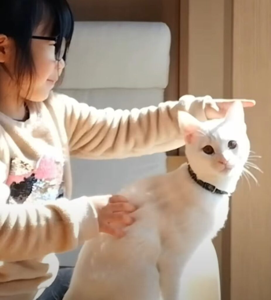 救出した子猫が家族になるまで⑨（＠nekotoningennokazokuさんより提供）