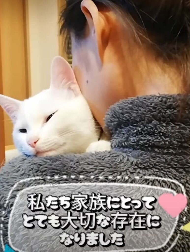 救出した子猫が家族になるまで⑩（＠nekotoningennokazokuさんより提供）