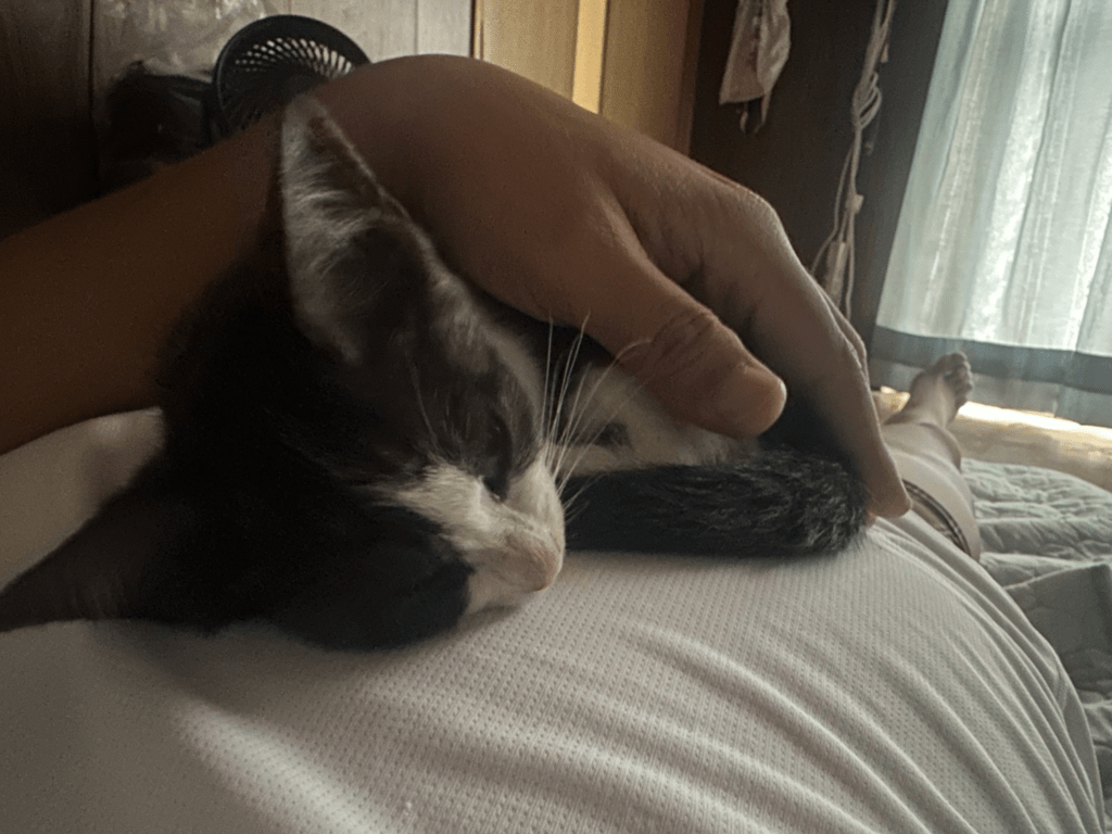 お腹の上で眠る子猫（＠dugongrさんより提供）