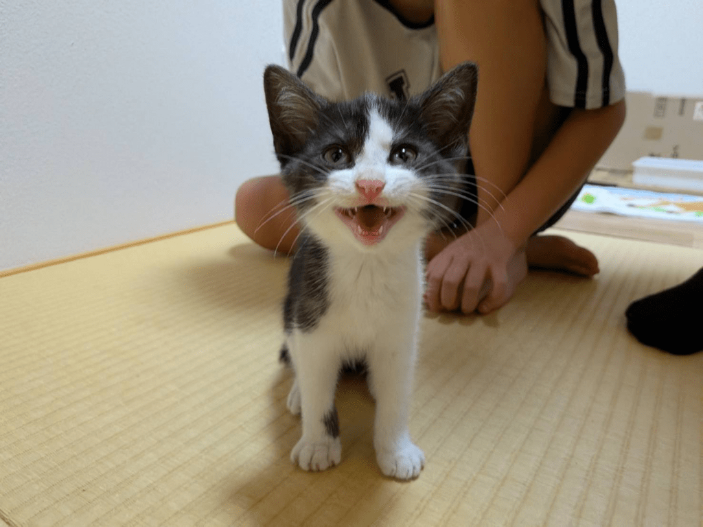 子猫の様子②（＠dugongrさんより提供）