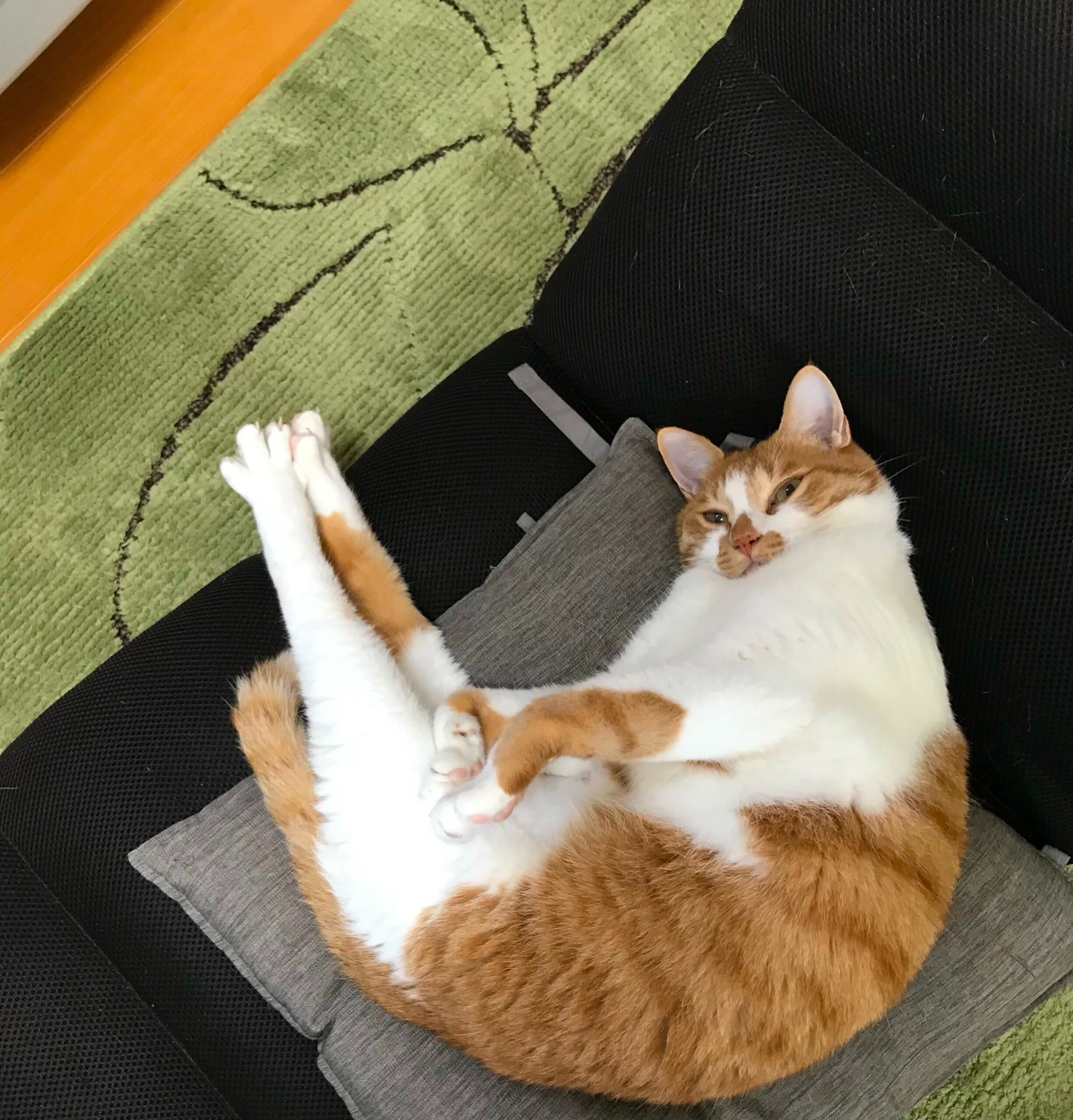 足がつっているような猫に違和感。「脳の病気かな？」→その後、医師の診断に…「初めてはびっくりするww」「感電したかとw」「気持ちよさそうですねw」