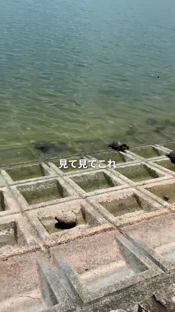 池に集まってくるカメ②（＠ramsay_hideakiさんより提供）