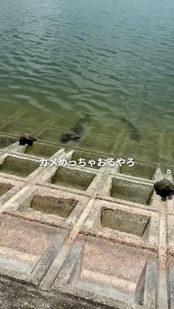 池に集まってくるカメ③（＠ramsay_hideakiさんより提供）