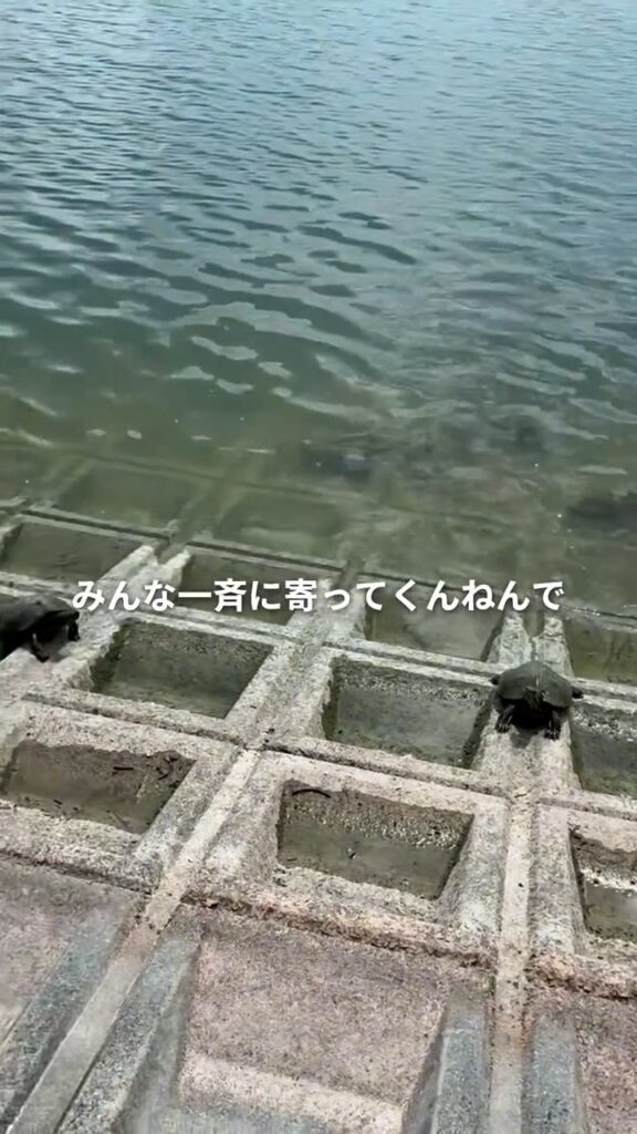 池に集まってくるカメ④（＠ramsay_hideakiさんより提供）