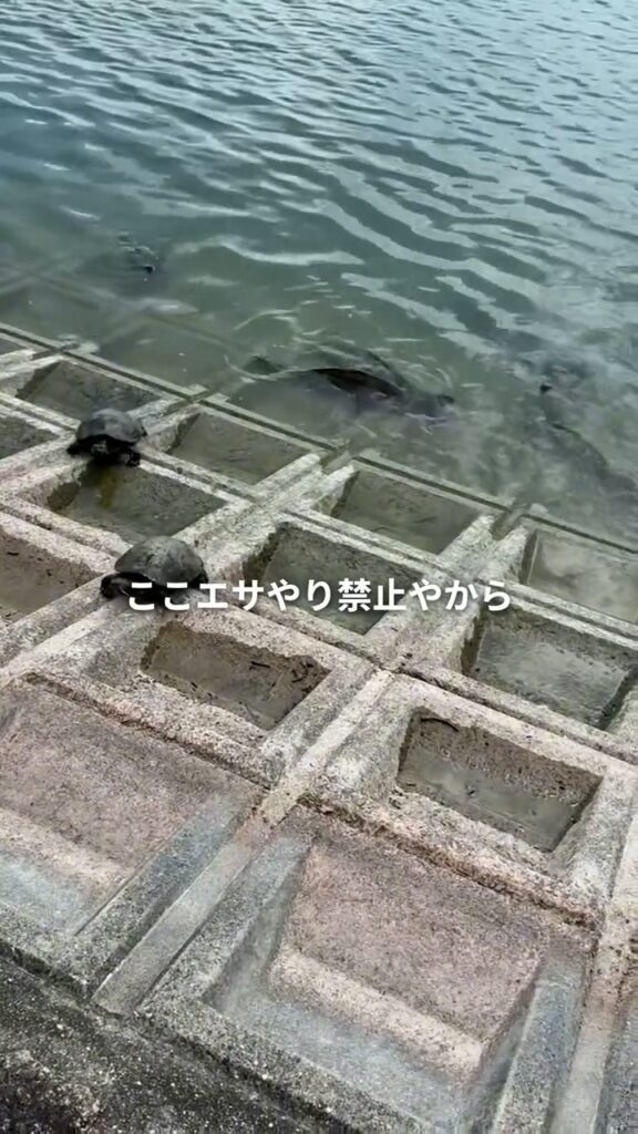 池に集まってくるカメ⑤（＠ramsay_hideakiさんより提供）