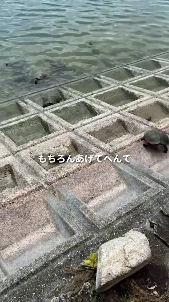 池に集まってくるカメ⑥（＠ramsay_hideakiさんより提供）