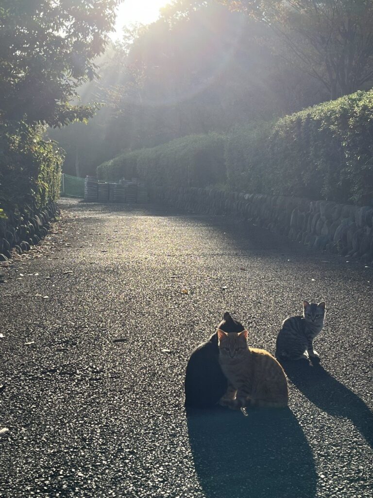別の場所で出会った猫②（＠kameo1995さんより提供）