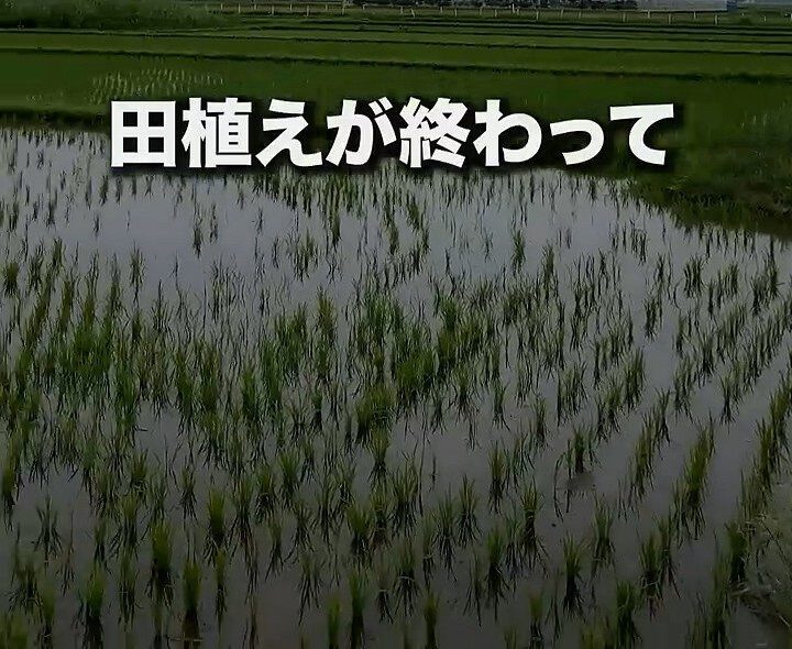 田植えした2週間後にごっそり消えた稲→中をのぞくと…驚きの光景に「初めて見ました」「困ったものです」