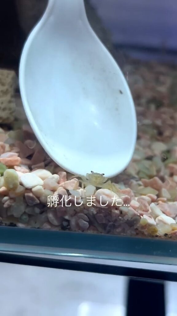 誕生した稚ガニ②（＠ruuaquariumさんより提供）