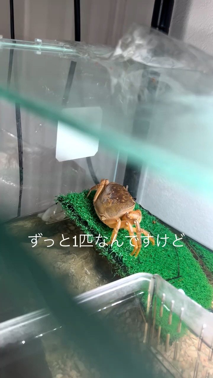 3年前にアクアショップで購入したカニ。→3年後のある日…、衝撃の光景に827万再生「そんなことってあるの！？」「なぜに？」「聖なる母カモw」