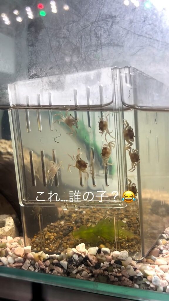 誕生した稚ガニ④（＠ruuaquariumさんより提供）