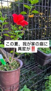「庭に異変が！！」ハイビスカスの横をよく見ると→思わず驚いた“まさかの光景”に…「ビックリです」「すご」「こんなことあるんだ」