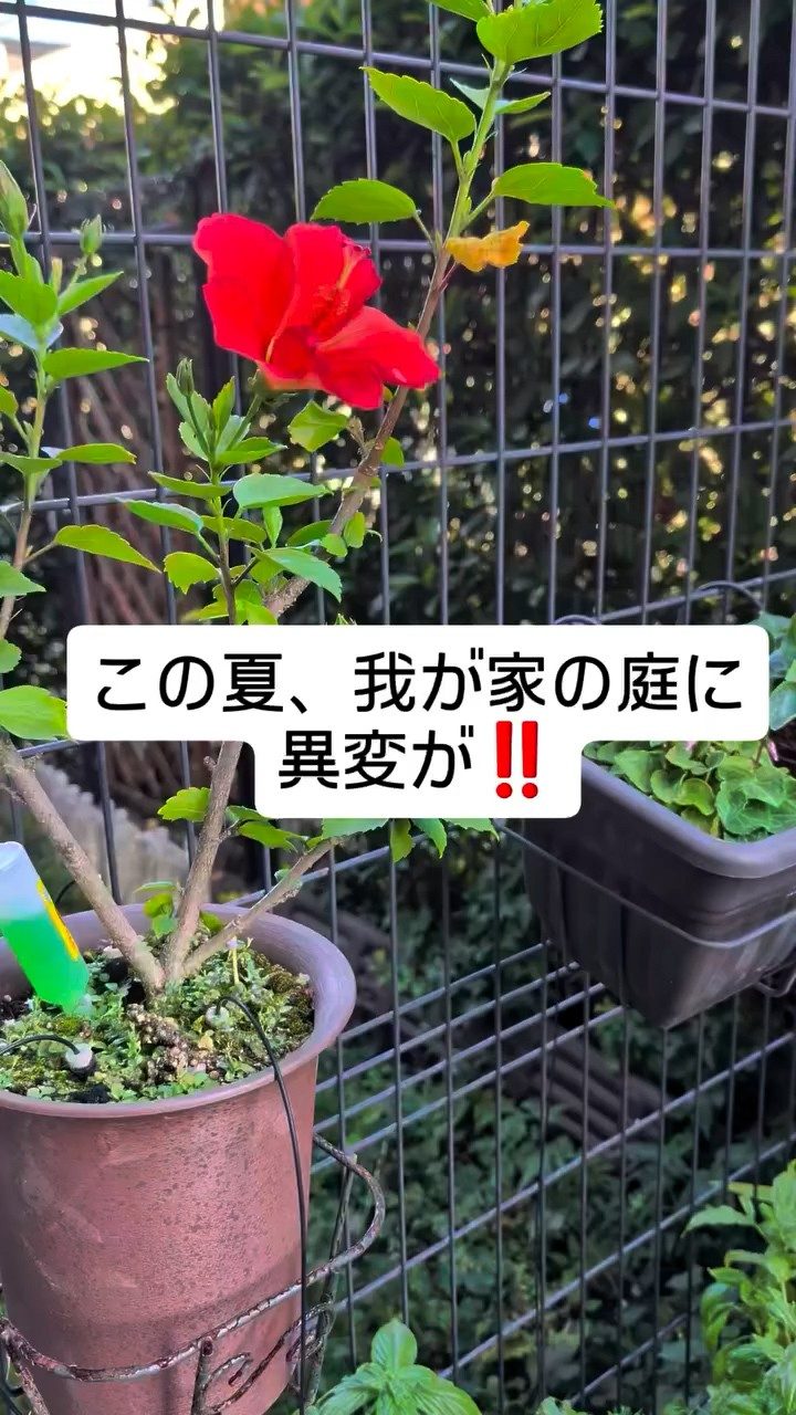 「庭に異変が！！」ハイビスカスの横をよく見ると→思わず驚いた“まさかの光景”に…「ビックリです」「すご」「こんなことあるんだ」