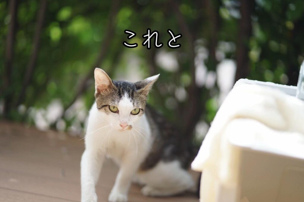 【実際の写真】　　現在の様子