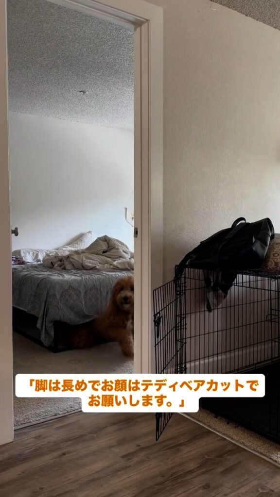 トリミング前の様子②（＠chai.the.doodle2025さんより提供）