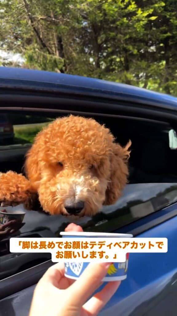 トリミング前の様子③（＠chai.the.doodle2025さんより提供）