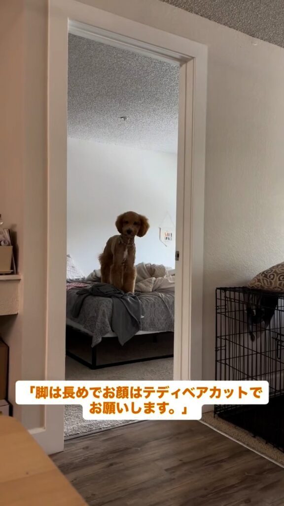 トリミング後の様子①（＠chai.the.doodle2025さんより提供）