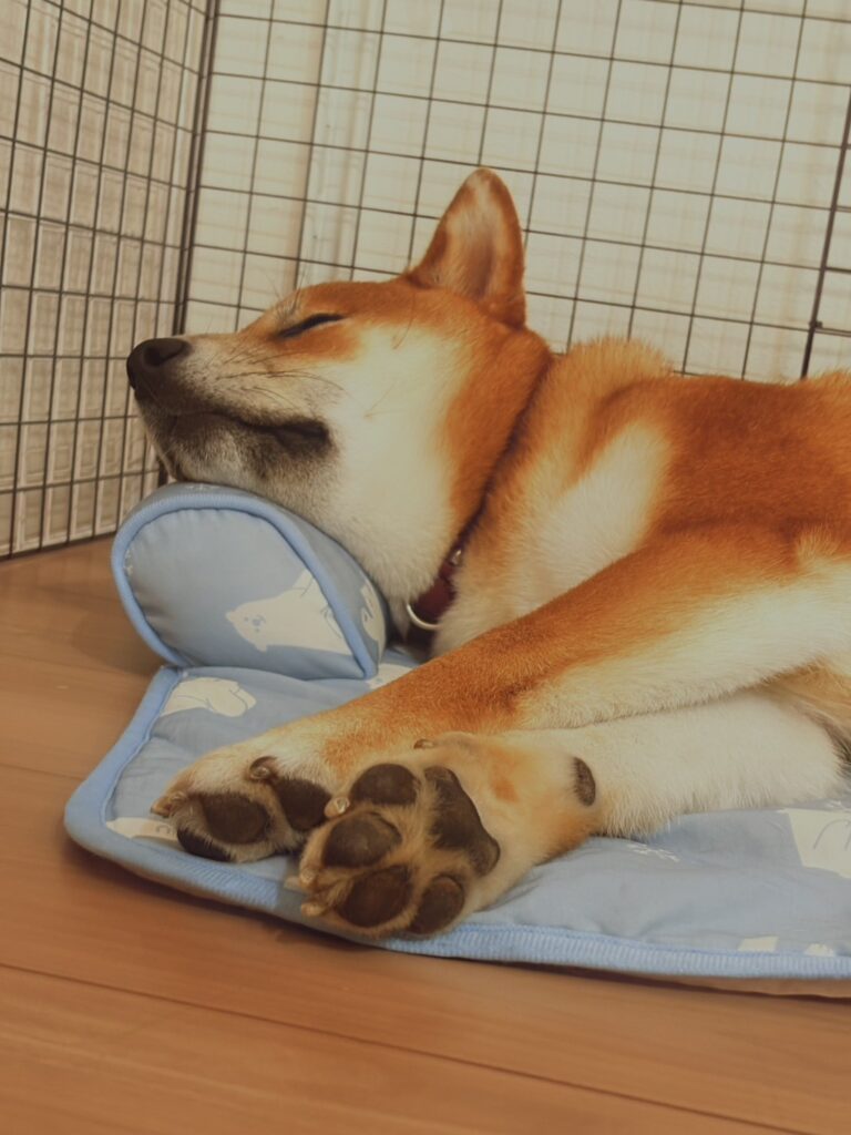 気持ちよさそうに眠るしもんくん（＠yuharu325さんより提供）