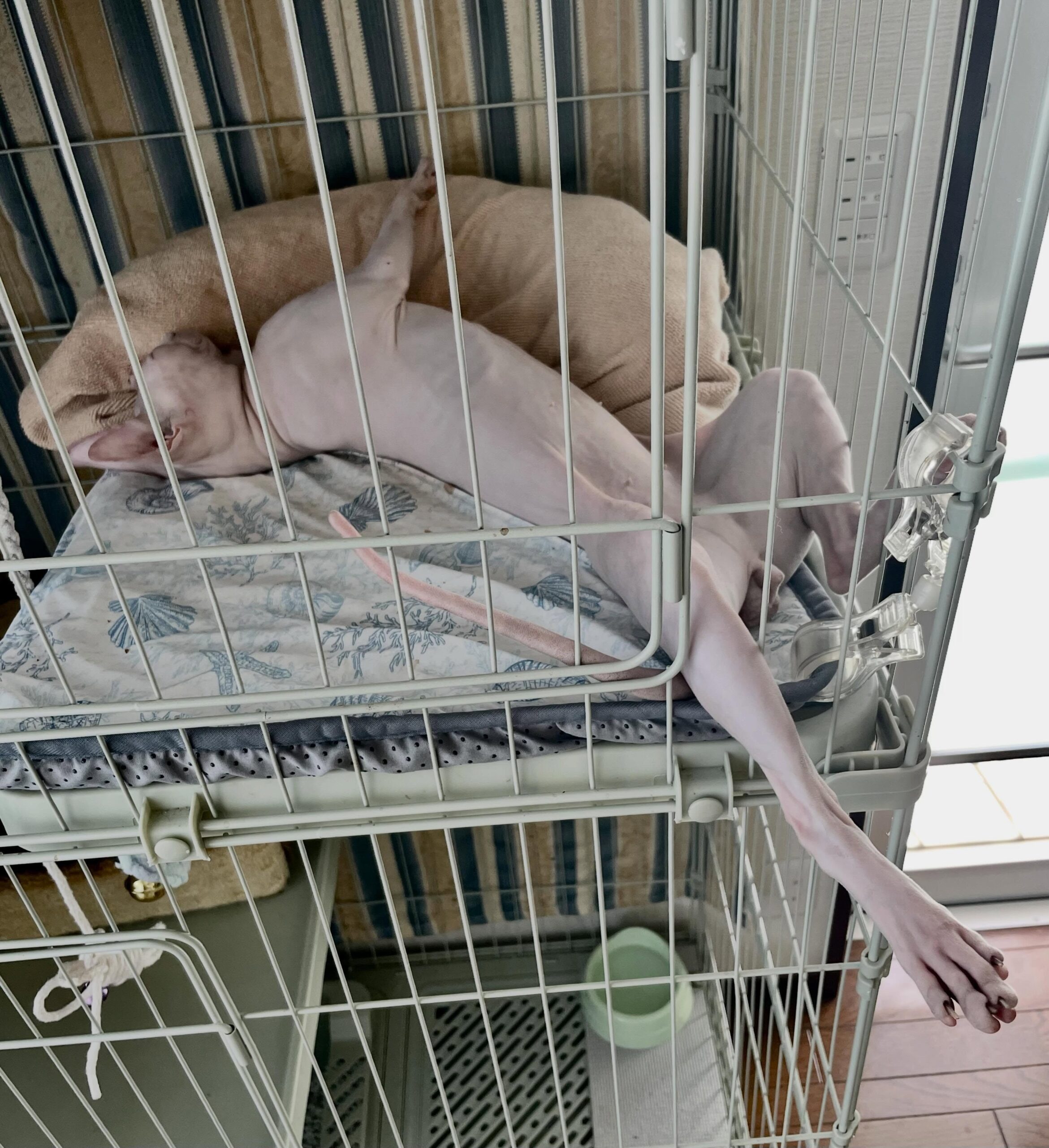 スフィンクスの飼い主→寝ている姿を見ると……「びっくりした」まさかの光景に「一瞬人の手に見えた」「捕えられた宇宙人かと」