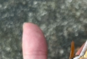 目の前をヒラヒラ舞う物体に違和感。落ち葉かと思ってよく見ると→まさかの正体に「レベルが違うw」「触れる勇気が凄い」「こんなことってあるんですねw」
