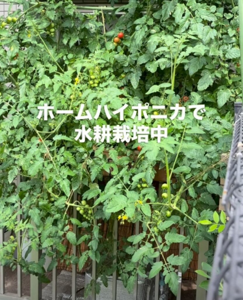 ミニトマトの水耕栽培①（＠ayanokoniwaさんより提供）
