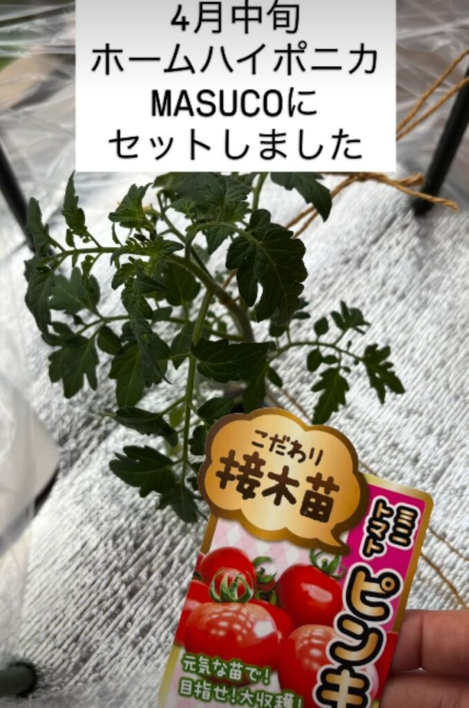 ミニトマトの水耕栽培②（＠ayanokoniwaさんより提供）