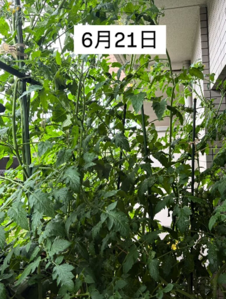 ミニトマトの水耕栽培⑥（＠ayanokoniwaさんより提供）