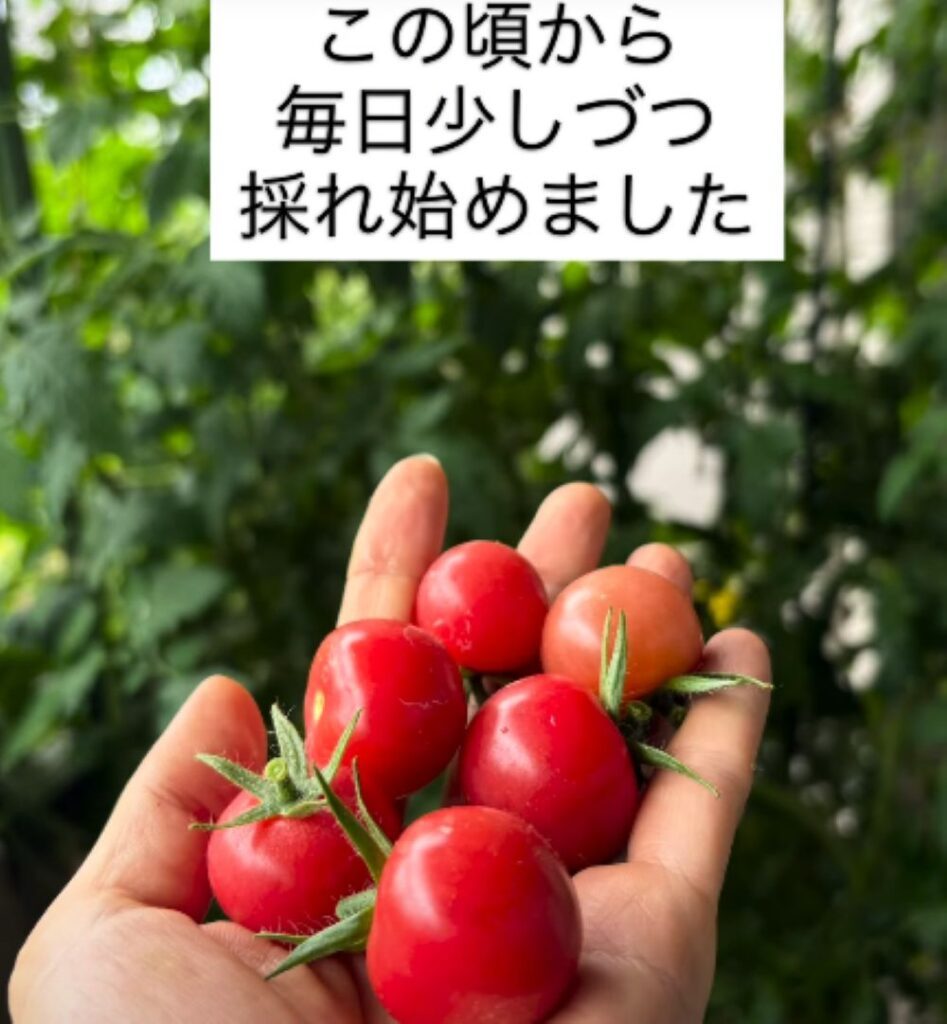 ミニトマトの水耕栽培⑦（＠ayanokoniwaさんより提供）