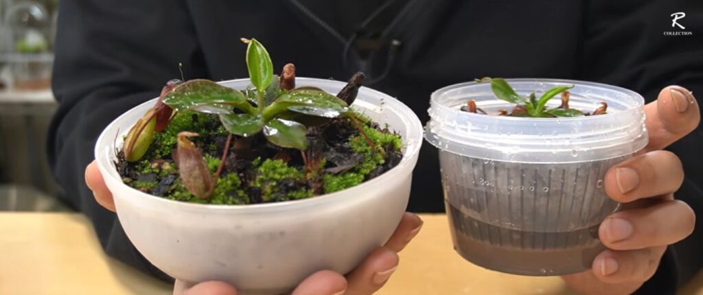 100円ショップの保存容器を使った栽培方法⑤（＠botanicalife_RANMARUさんより提供）