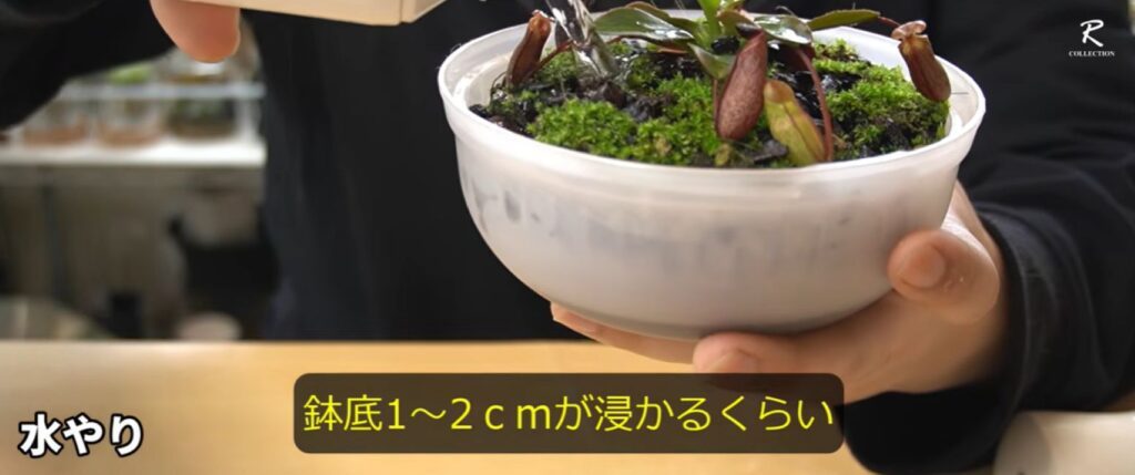 100円ショップの保存容器を使った栽培方法⑥（＠botanicalife_RANMARUさんより提供）