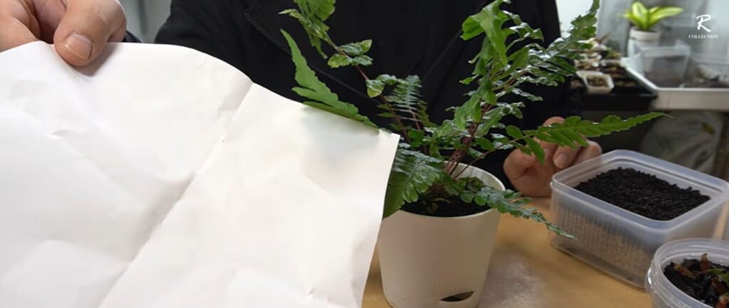 100円ショップの保存容器を使った栽培方法⑦（＠botanicalife_RANMARUさんより提供）