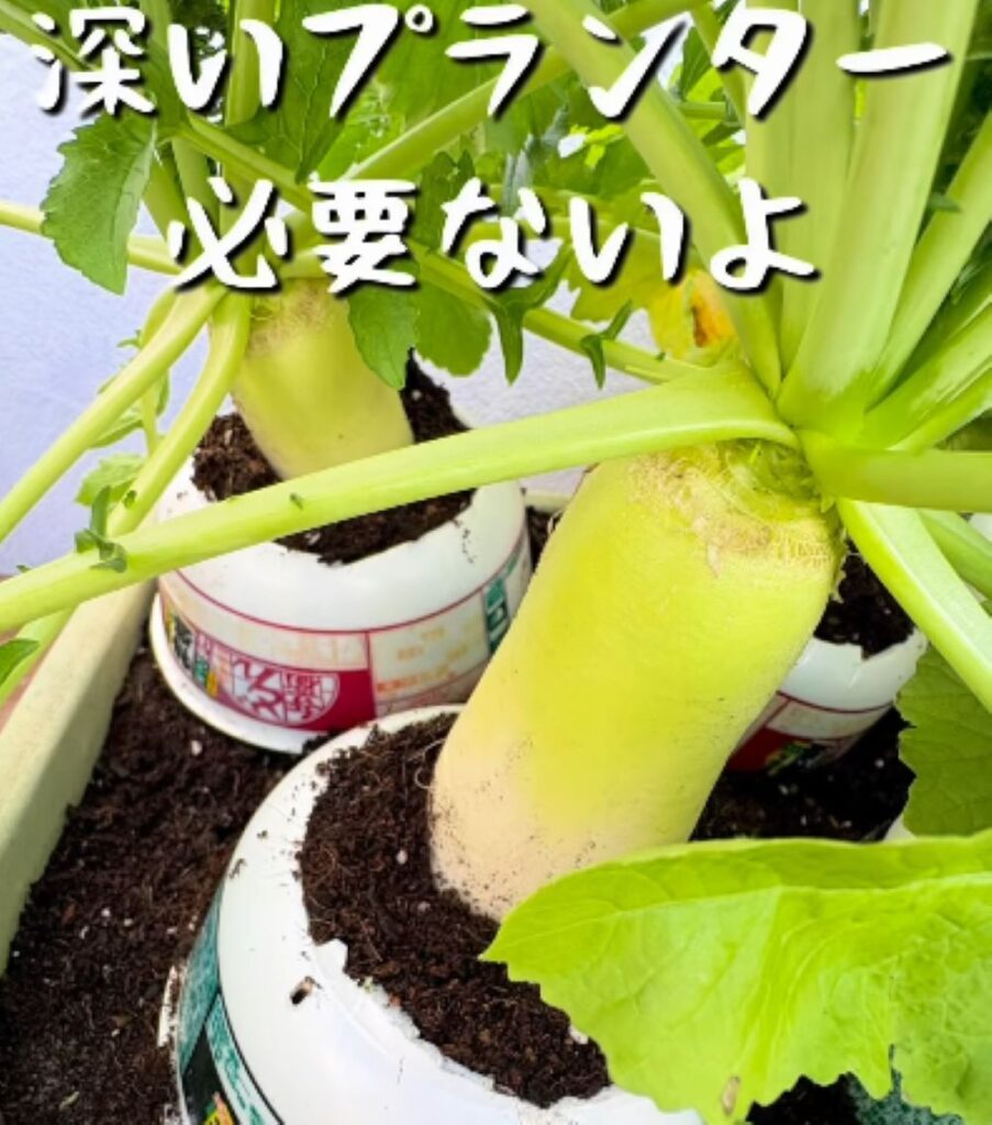 空き容器を使った栽培①（＠potaro_yasai.beerさんより提供）