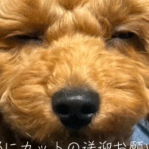トリミングで…夫「3mmでお願いします」→帰宅後、トイプーの”まさかすぎる姿”に「別犬ですよねw」「何考えとんねんw」「珍しいけど私は好きよw」