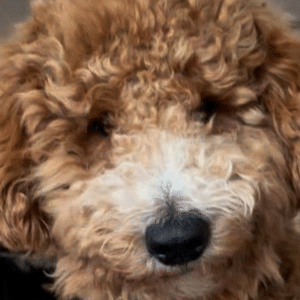 トリミングで…飼い主「脚は長めでお願いします」→3時間後、愛犬の”まさかの姿”に「なんでそうなった！？」「吹きました」「あれｗｗｗ」