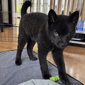 真っ黒な子犬をお迎え。しかし4ヶ月後…→「猫が犬になった！？」まさかの姿に「黒猫ちゃんと思ったら」「かっこいい！」