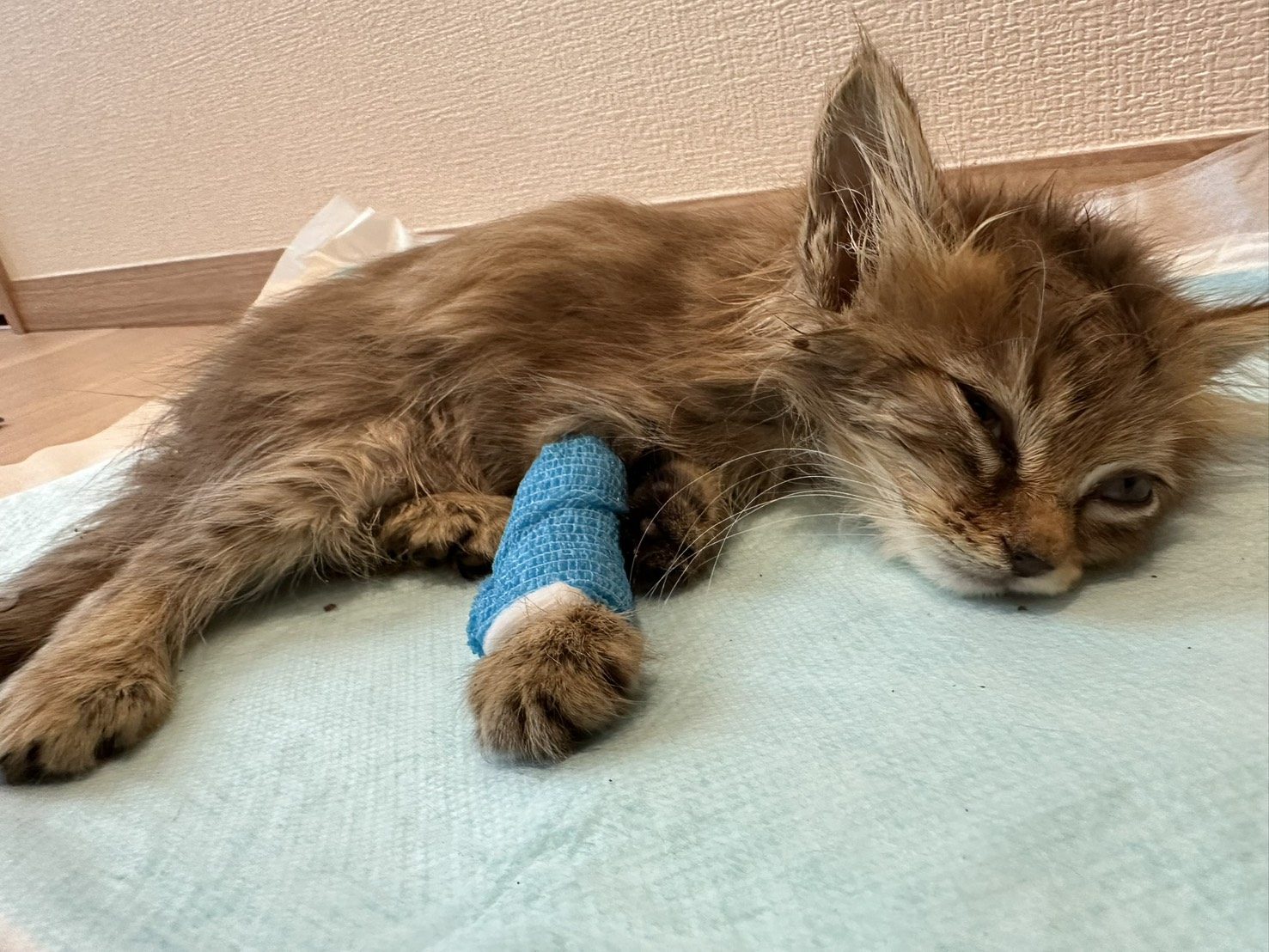車道で危篤状態で倒れていた猫→4ヶ月後の投稿に「涙が出る」「こうなるって思ってた」　投稿者に話を聞いた