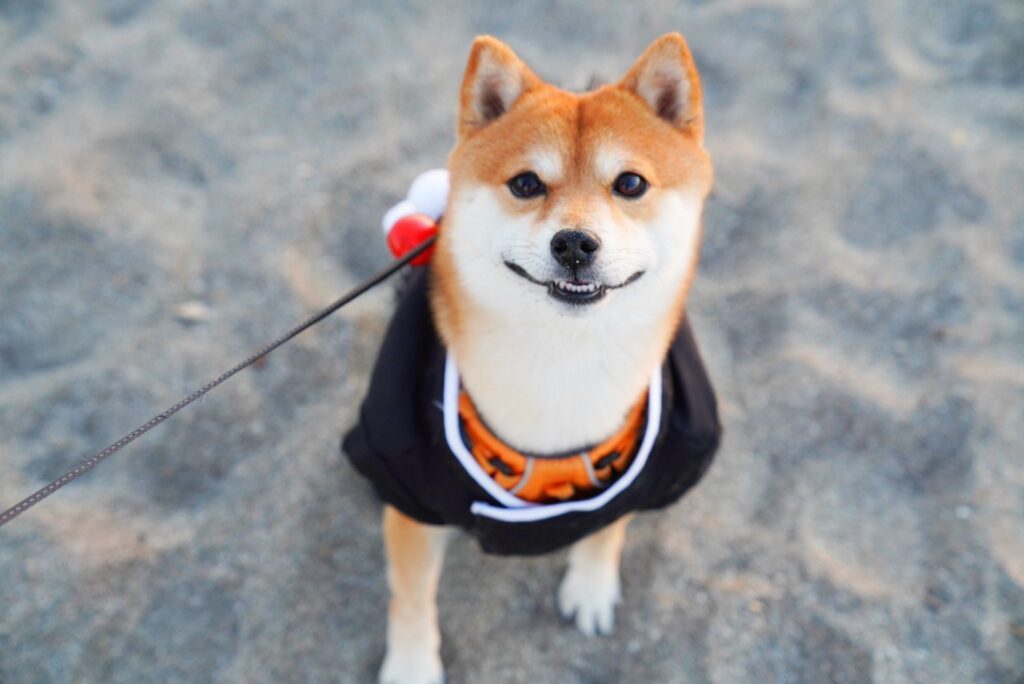 【実際の写真】　投稿された写真