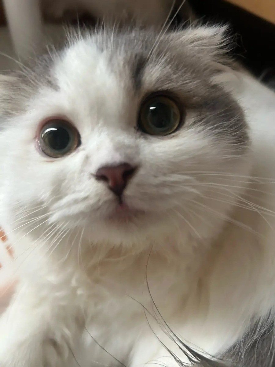 避妊手術を終え、猫を迎えに行くと→先生からのまさかの言葉に「史上初では？」「そんなことある！？」「加工かと思った！」