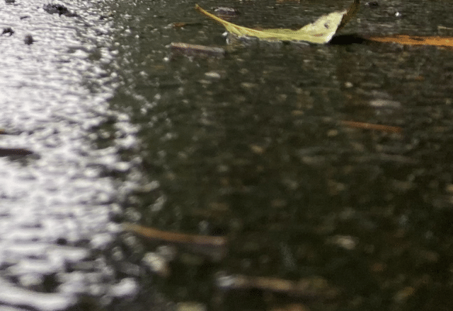 【実際の写真】　　投稿された写真