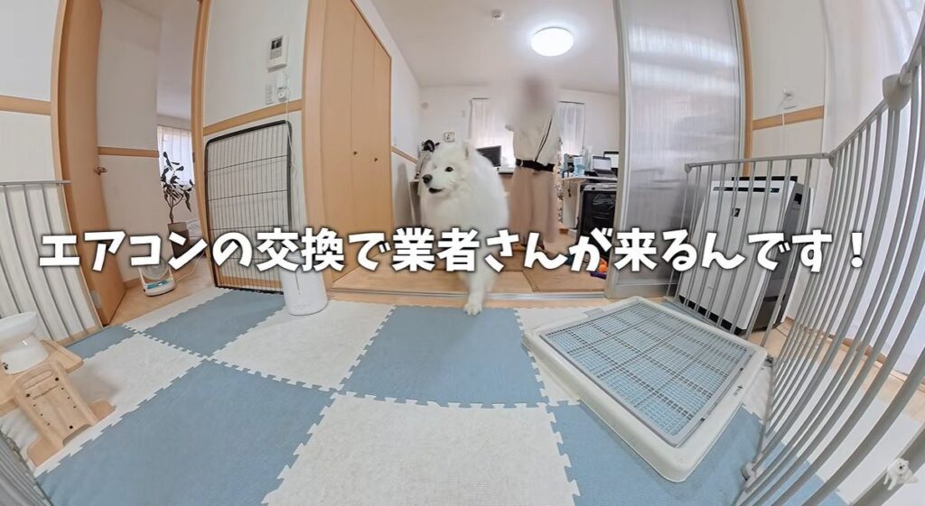ダッツくんの様子②（＠samoyed_dazsさんより提供）