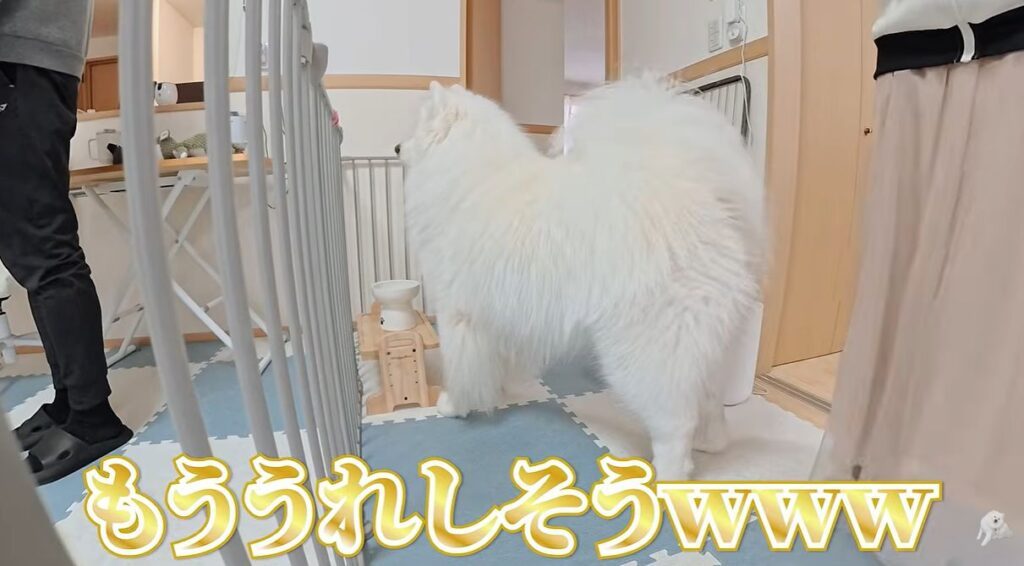 ダッツくんの様子③（＠samoyed_dazsさんより提供）