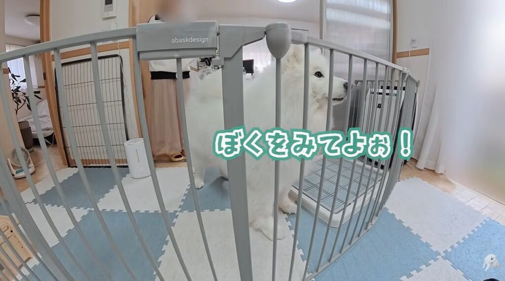 ダッツくんの様子④（＠samoyed_dazsさんより提供）