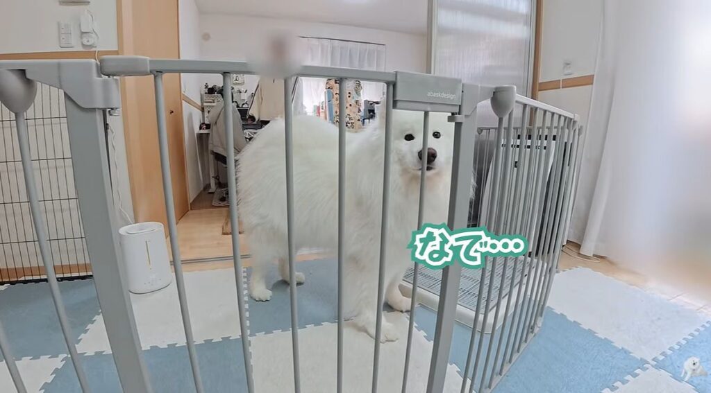 ダッツくんの様子⑤（＠samoyed_dazsさんより提供）