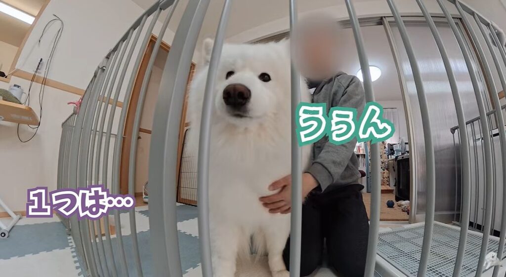 ダッツくんの様子⑥（＠samoyed_dazsさんより提供）