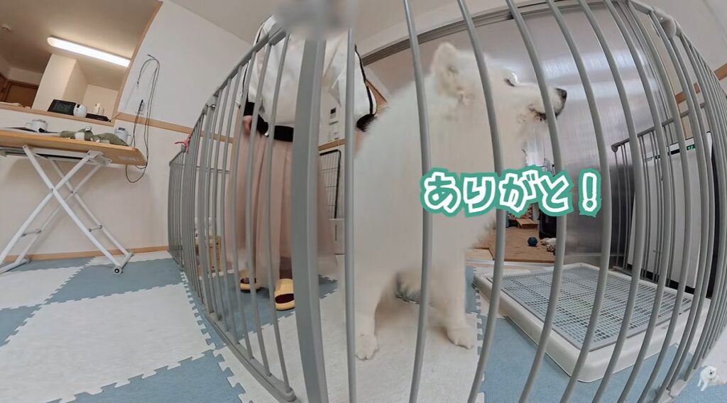 ダッツくんの様子⑧（＠samoyed_dazsさんより提供）