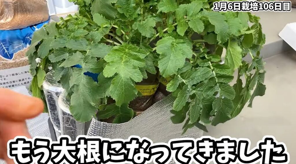 パンの袋を使った水耕栽培⑥（＠zubora_puさんより提供）