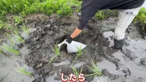 たった一晩で水1万Lが消えた田んぼ「ふざけんな」→直後、目撃した”まさかの光景”に「アメリカから来たのかな」「こんな被害出すんですね」「こんな苦労があるとは」「なかなか止まらん」