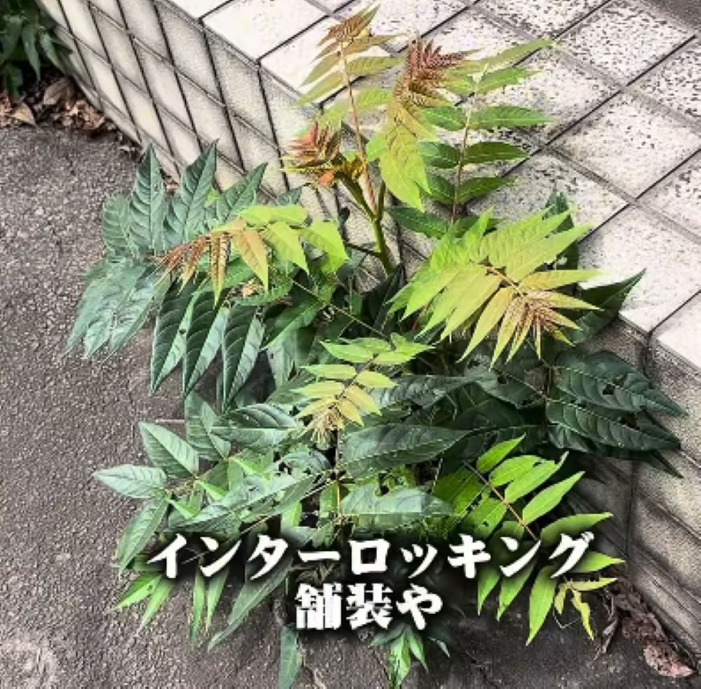要注意な植物への対策②（＠takuya__niwa.さんより提供）