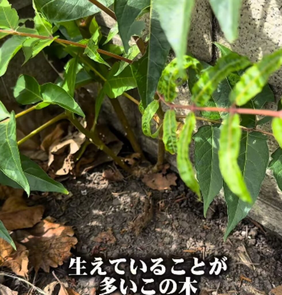 要注意な植物への対策③（＠takuya__niwa.さんより提供）