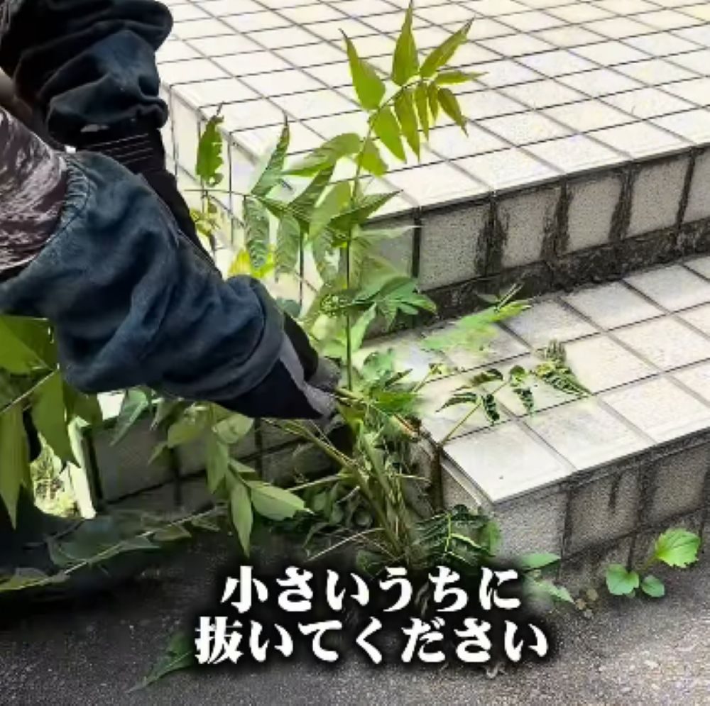 要注意な植物への対策⑤（＠takuya__niwa.さんより提供）